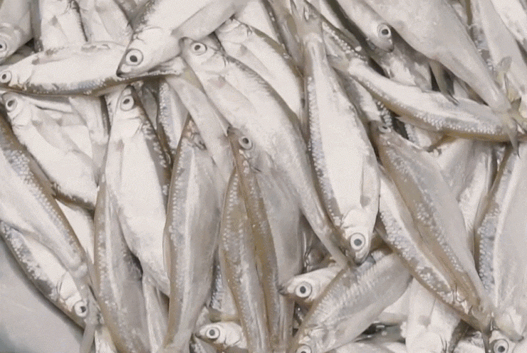 Đặc sản 'trời ban' ở Phú Thọ thịt béo, thơm, chiên giòn hay kho đều ngon - 1