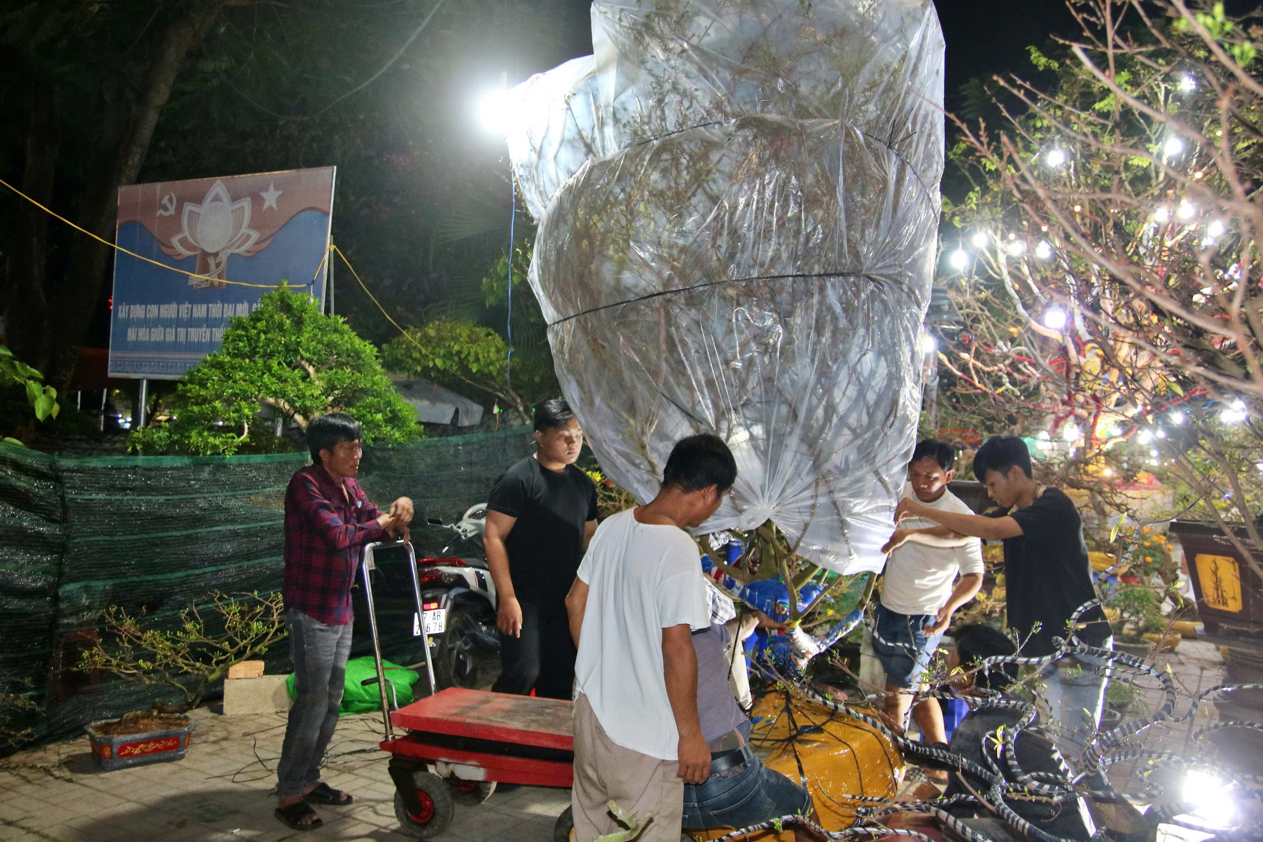 Đại gia săn mai 'khủng', nhà vườn tranh thủ livestream 1 Chợ hoa tết Long Xuyên thức trắng: Đại gia săn mai 'khủng', nhà vườn tranh thủ livetream - Ảnh 1.