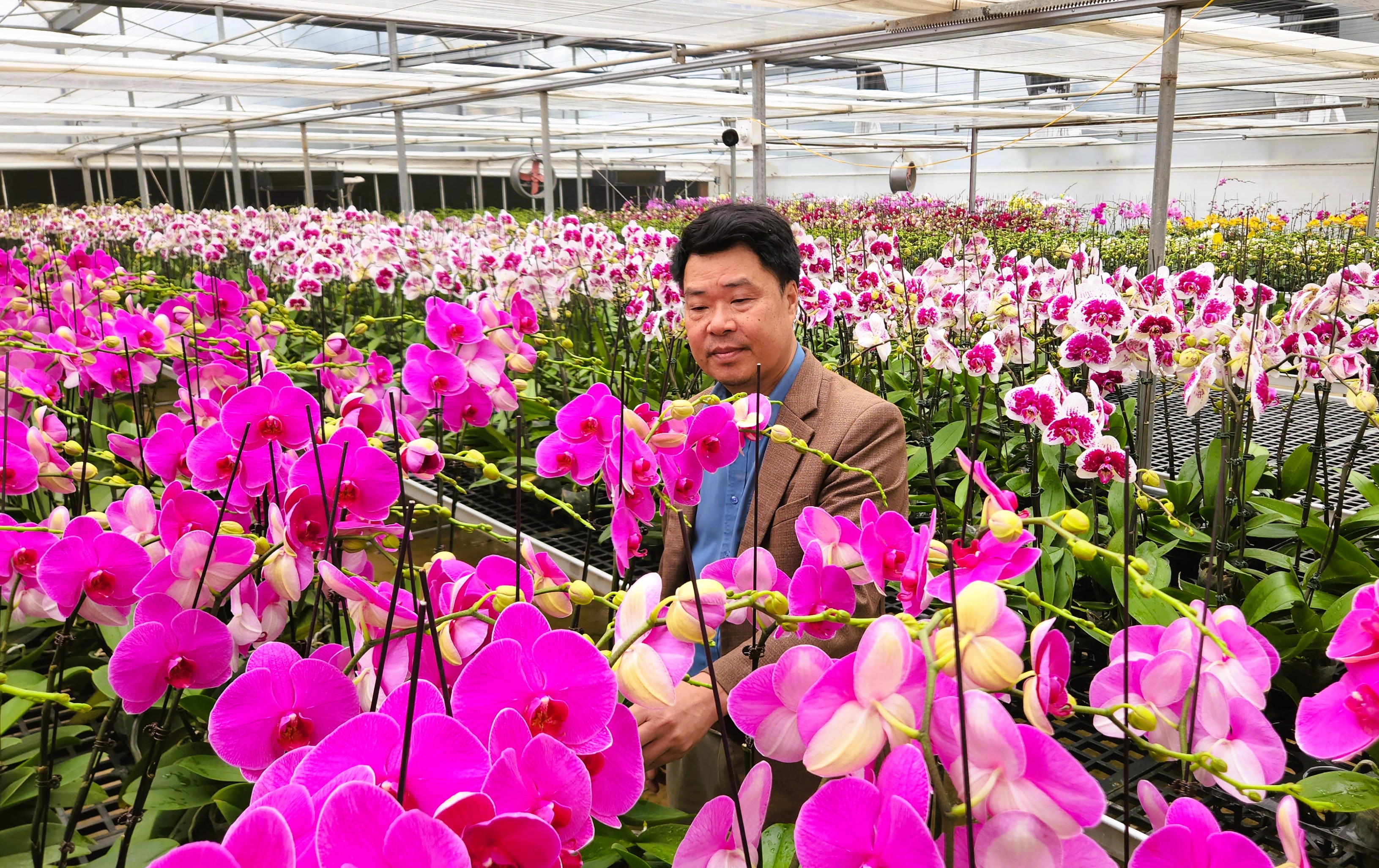 Đầu tư 10 tỉ đồng trồng loài hoa 