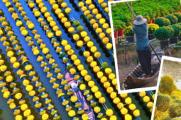 Đồng Tháp: Rực rỡ mùa hoa Tết tại Sa Đéc - "thủ phủ hoa" của miền Tây