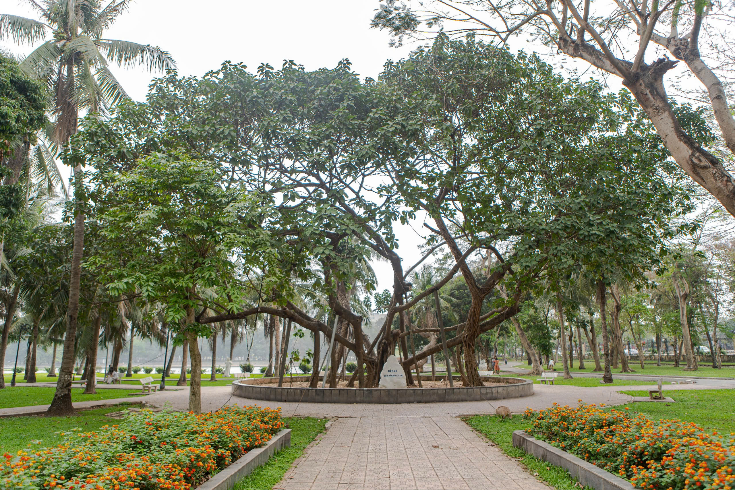 Đề xuất di dời và chặt hạ cây xanh tại Hà Nội giai đoạn 2026 - 2030 - Ảnh 1. Đề xuất di dời và chặt hạ cây xanh tại Hà Nội giai đoạn 2026 - 2030 - Ảnh 1.