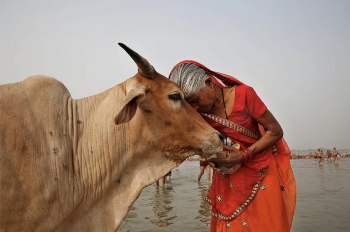 Đề xuất ôm bò vào Ngày lễ tình nhân Valentine- Ảnh 1.