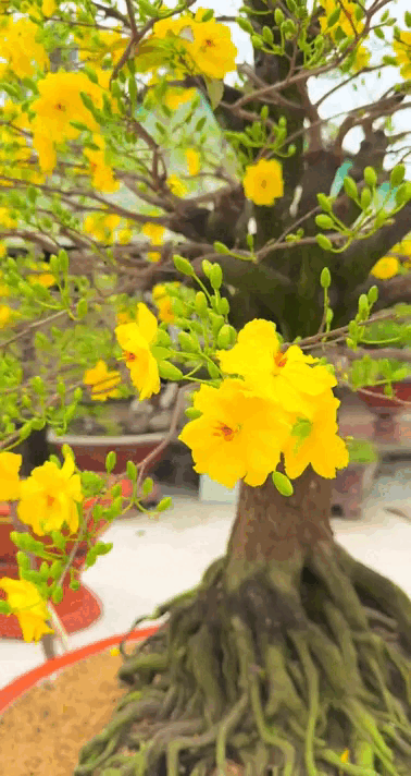 Tết không chưng 5 hoa này cứ thấy thiếu thiếu: Đẹp gì mà đẹp hết phần loài khác, không phải rượu mà lại thấy say- Ảnh 3.