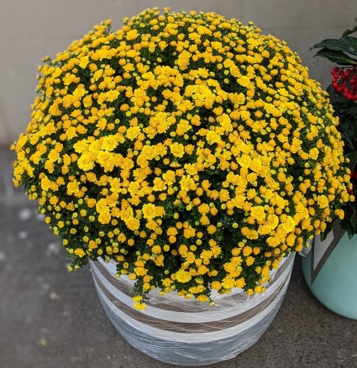 Tết không chưng 5 hoa này cứ thấy thiếu thiếu: Đẹp gì mà đẹp hết phần loài khác, không phải rượu mà lại thấy say- Ảnh 5.