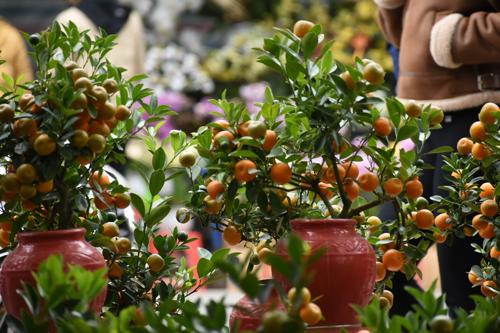 3 loại cây nhất định phải có trong nhà dịp Tết Bính Ngọ: Đỉnh cao hút may mắn, tài lộc- Ảnh 1.