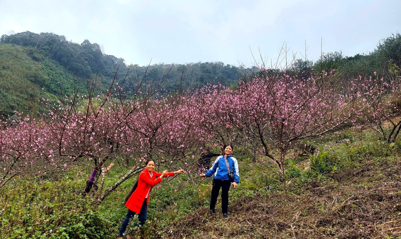 Đổ xô lên núi săn đào đá về bán Tết- Ảnh 1.