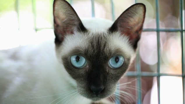 Thái Lan - Ảnh 1.