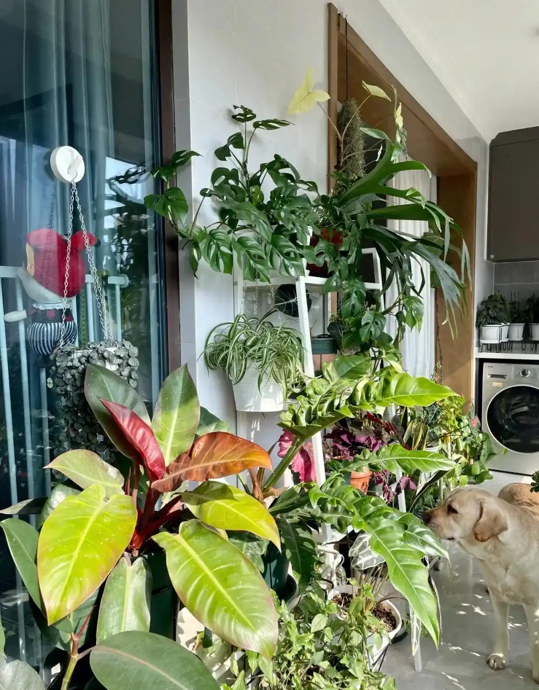 Không phải mê tín: Đừng đặt 4 thứ này ở ban công dù rộng đến mấy, tránh ảnh hưởng sức khỏe, rước họa vào thân- Ảnh 1.