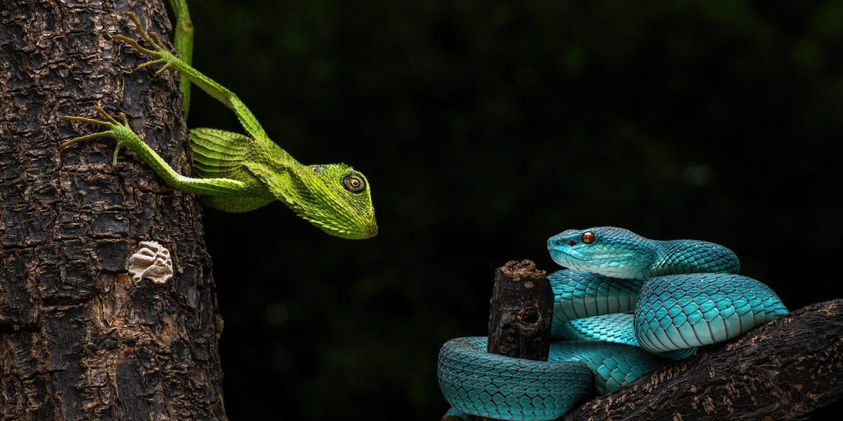 Đừng vội tin vào mắt mình, hàng ngàn loài động vật đang đội lốt nhau để che giấu thân phận thật sự- Ảnh 1.