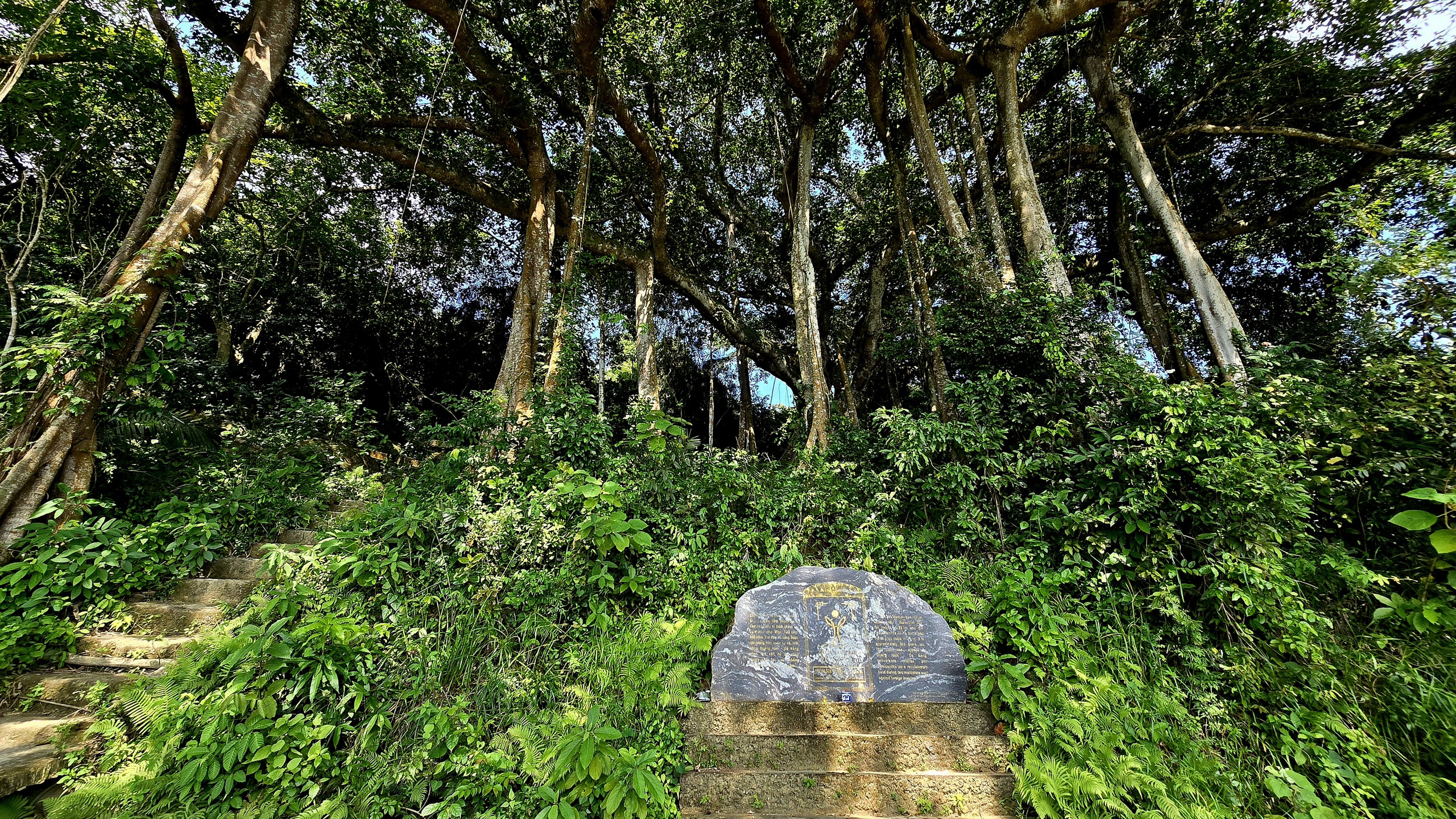 Dưới tán đa nghìn năm ở Sơn Trà, du khách nghe rừng 