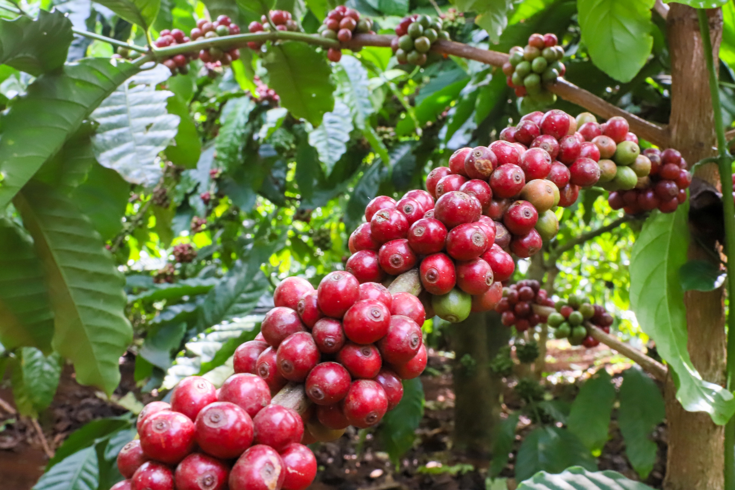 Giá cà phê biến động mạnh, vì sao?- Ảnh 1.