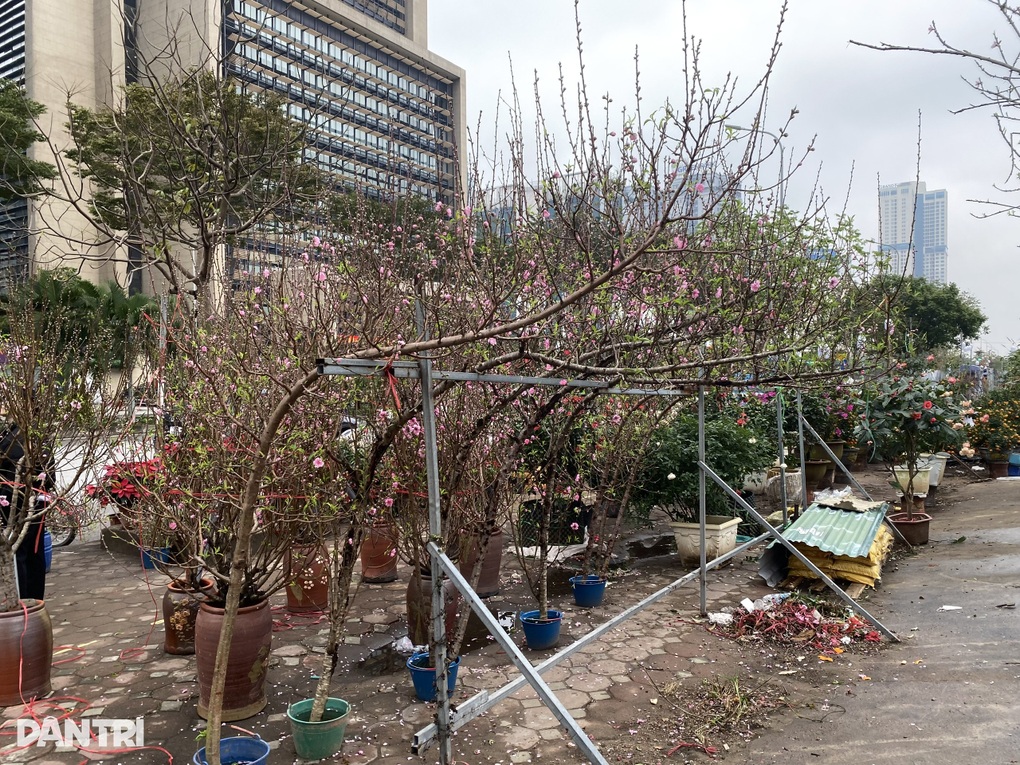 Giá đào Tết giảm sâu, khách vẫn thưa thớt, người bán “ngồi trên lửa” - 1