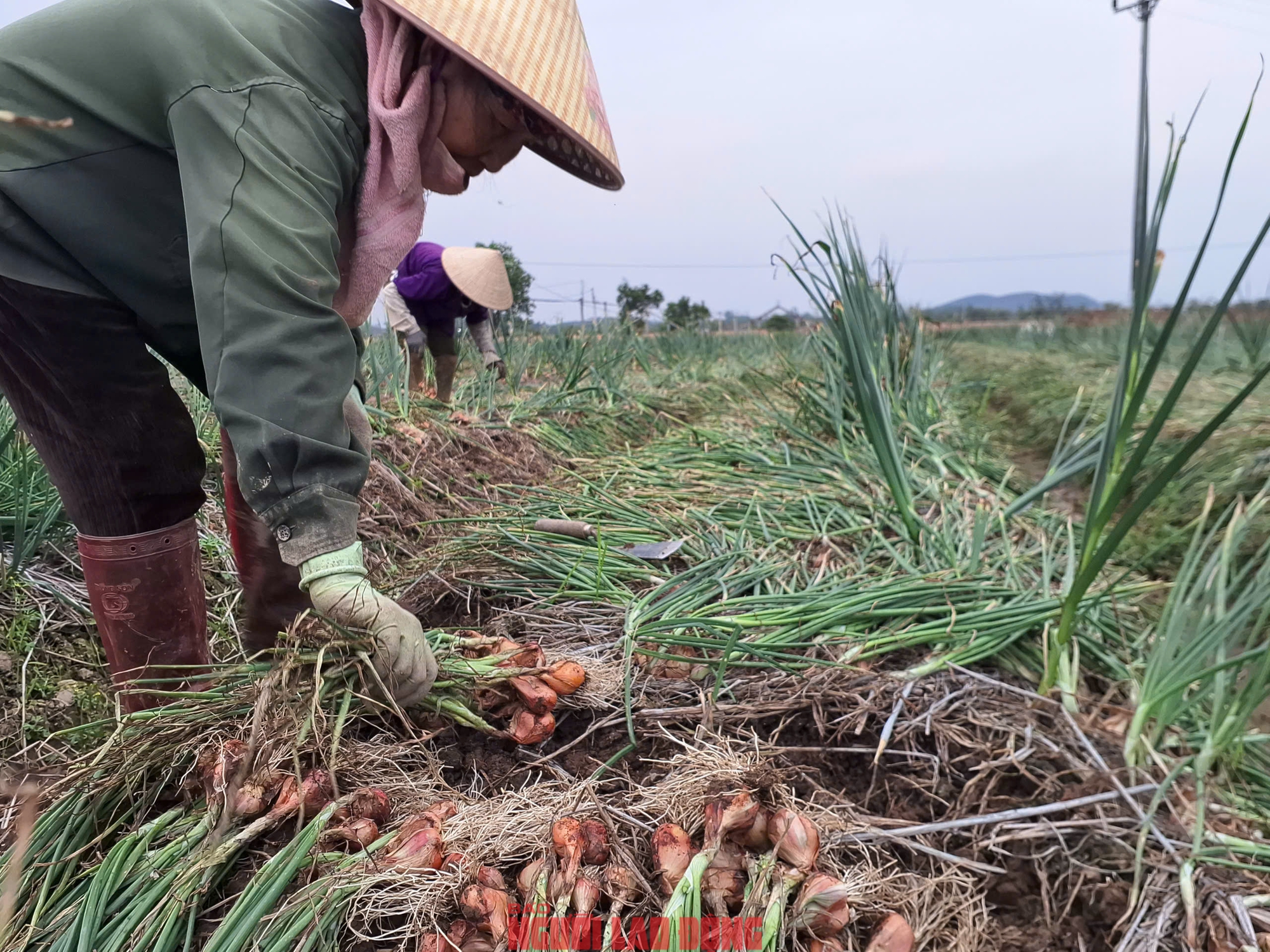 Hành rẻ như cho , nông dân Hải Phòng khóc ròng vì giá hành thấp - Ảnh 1.