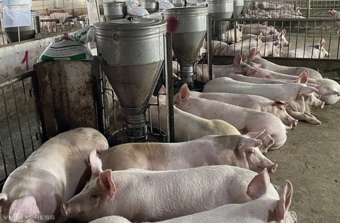 Trang trại nuôi heo của Hoàng Anh Gia Lai. Ảnh: Thi Hà