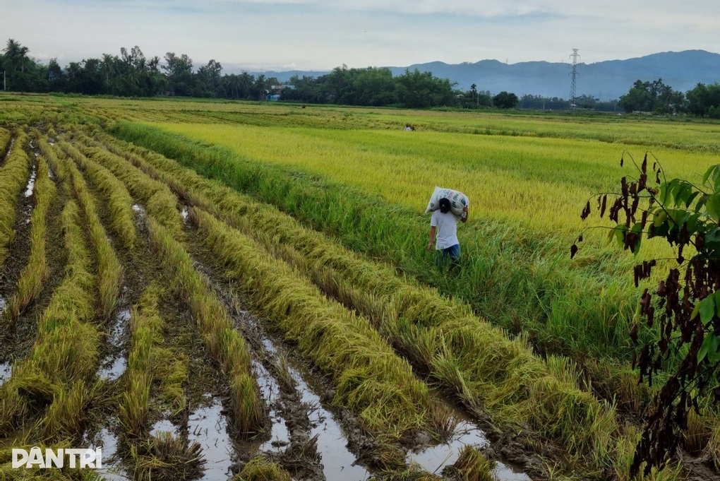 Gian dối để hưởng ưu đãi tiền sử dụng đất sẽ bị phạt và tính lại thuế - 1