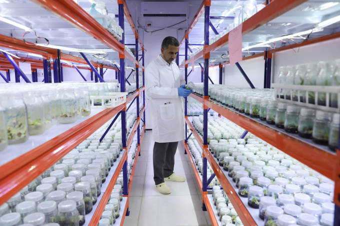 Một nhà khoa học kiểm tra cây chà là con được trồng bằng phương pháp nuôi cấy mô tại phòng thí nghiệm ở Basra, Iraq, ngày 20/1. Ảnh: Reuters