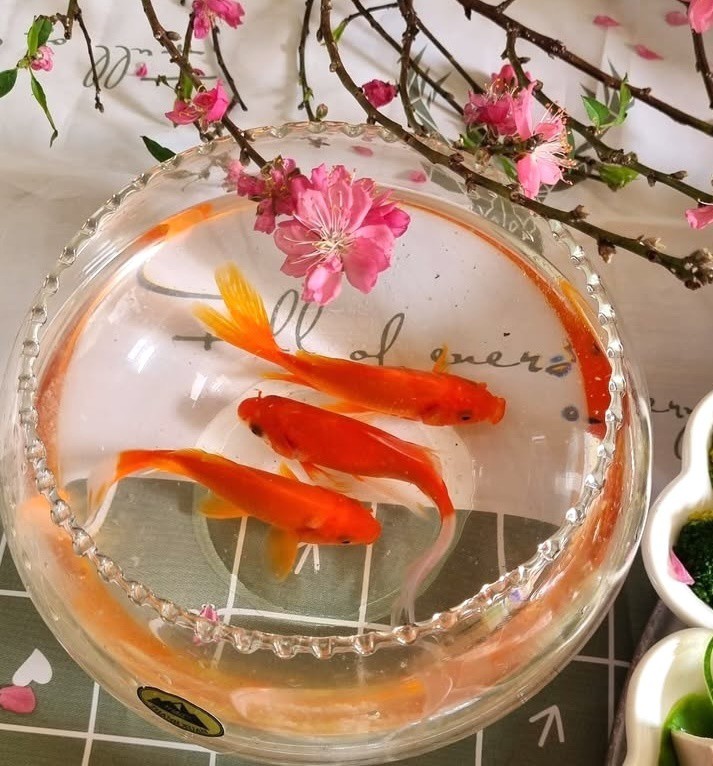 3 con cá chép tượng trưng cho ba vị Táo quân. (Ảnh: Vũ Thùy Linh)