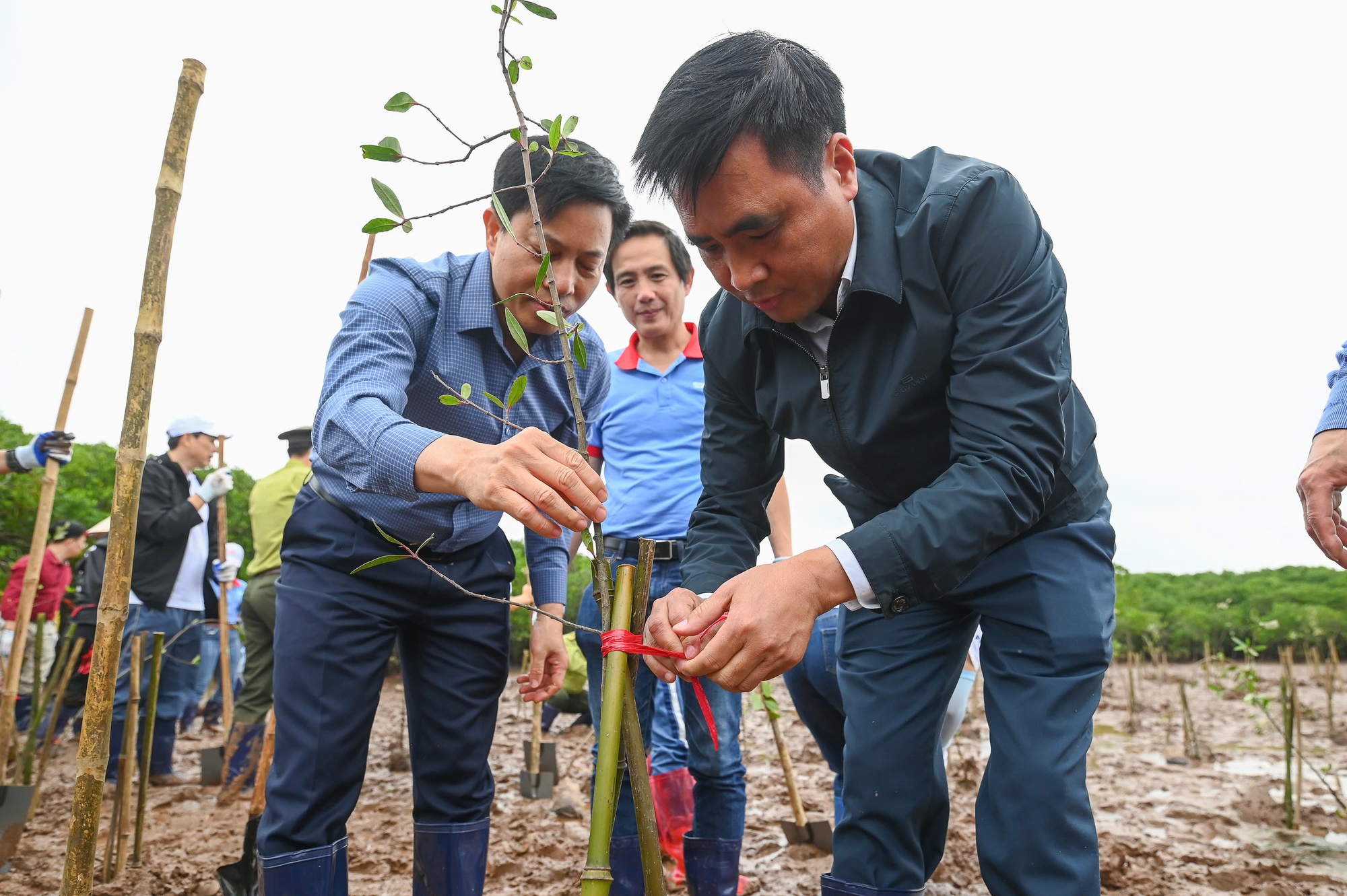 Góp thêm 9.000 cây vào 'kho báu' đồng bằng sông Hồng 1 Hưởng ứng Tết trồng cây 2026: Góp thêm 9.000 cây vào 'kho báu' đồng bằng sông Hồng - Ảnh 1.