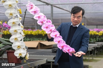 "Bật điều hòa, che mưa", ép cây quý tộc nở hoa dài cả mét đúng dịp Tết