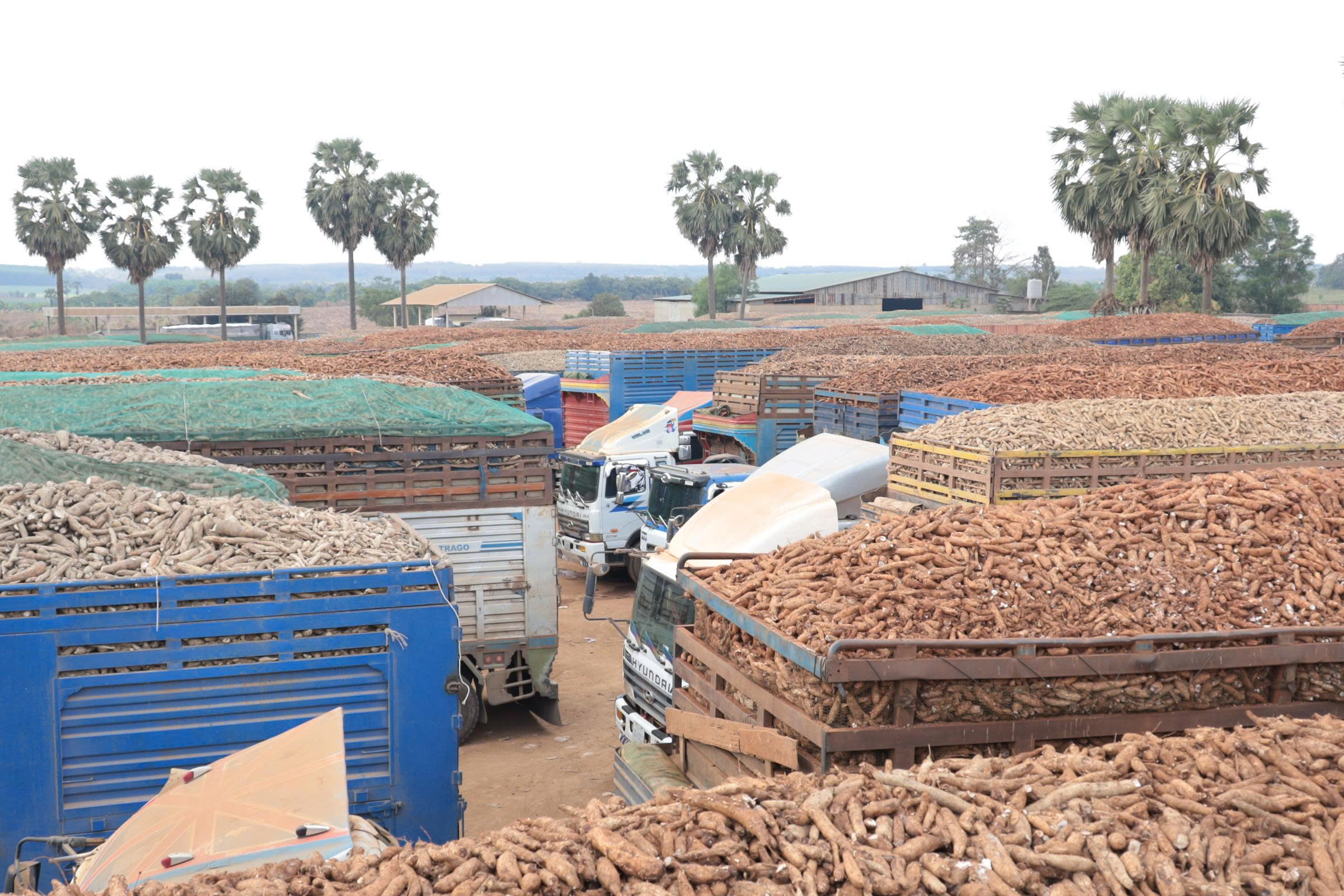 Hàng hóa tại các cửa khẩu ở Tây Ninh đã thông suốt - Ảnh 1.