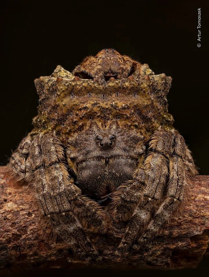 Hình ảnh gấu Bắc Cực ngủ trên bùn khiến thế giới giật mình- Ảnh 2.