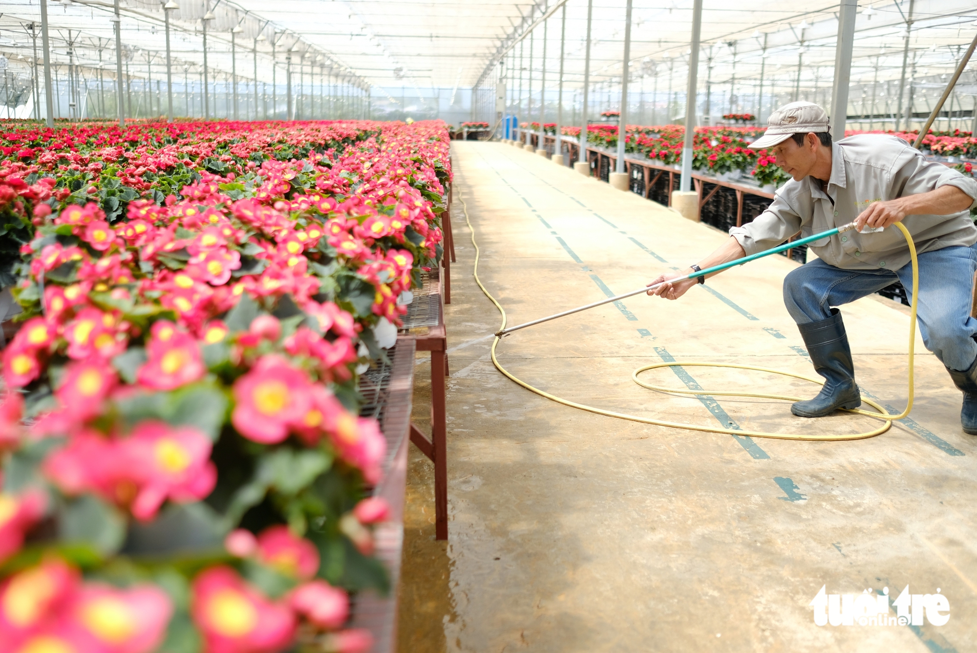 Hoa Đà Lạt: từ 35 lưu dân Hà thành đến vựa hoa châu Á 1 Hoa Đà Lạt: từ 35 lưu dân Hà thành đến vựa hoa châu Á - Ảnh 1.