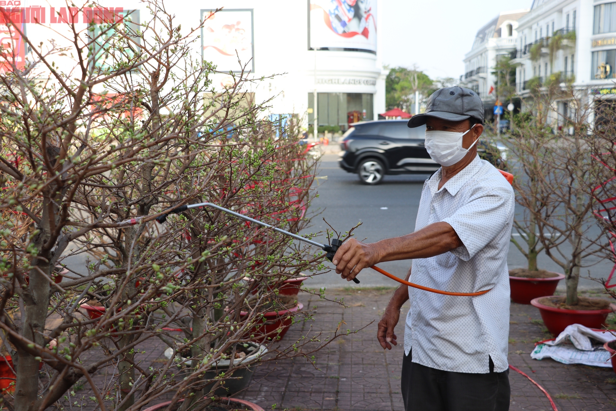 Hoa kiểng Tết 2026 giá bình dân hút khách tại miền Tây - Ảnh 1.