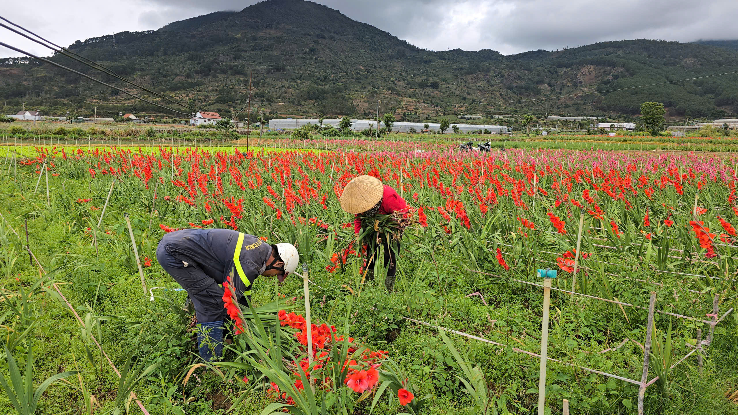 Nông dân Hiệp Thạnh thất thu vì hoa lay ơn nở muộn sau Tết Bính Ngọ 2026 - Ảnh 1.