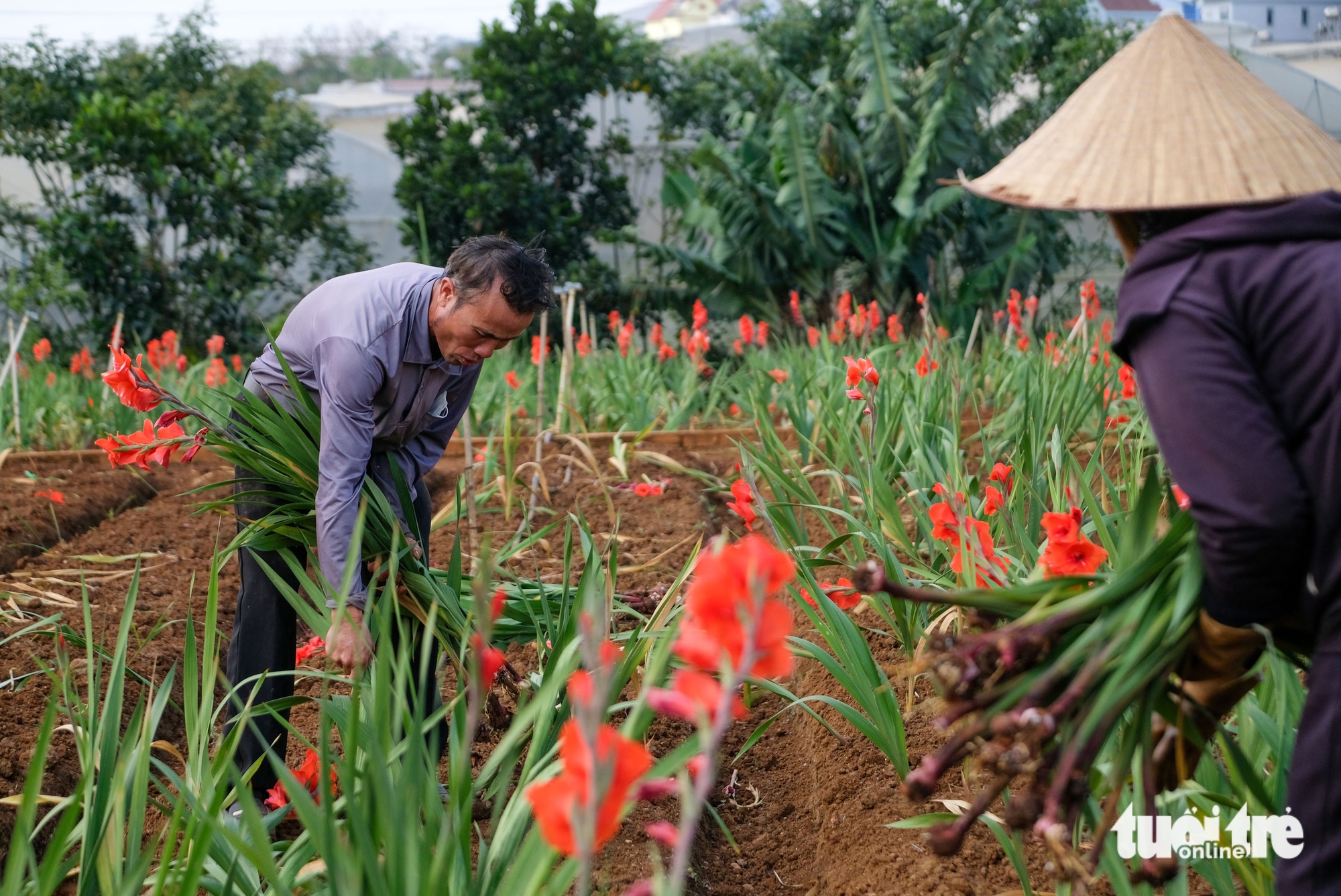 Hoa lay ơn nở trễ, nhà vườn vùng Đà Lạt nhổ bỏ cả cánh đồng - Ảnh 1.