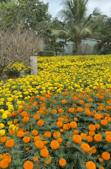 Tết trong khu vườn 3.000m2 ở miền Tây: Hoa nở rộ khắp vườn, gia chủ chăm chút từng khóm hoa từ 2 tháng trước- Ảnh 3. Tết trong khu vườn 3.000m2 ở miền Tây: Hoa nở rộ khắp vườn, gia chủ chăm chút từng khóm hoa từ 2 tháng trước- Ảnh 3.