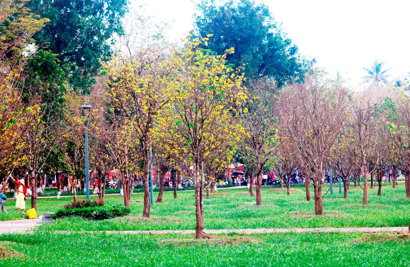 Cách đây 5 năm, vào mùa Xuân 2021, Chủ tịch UBND tỉnh Thừa Thiên - Huế lúc bấy giờ là ông Phan Ngọc Thọ (nay là TP. Huế) đã kêu gọi và phát động phong trào “Mai vàng trước ngõ”. Phong trào nhằm vận động các hộ gia đình, cơ quan, doanh nghiệp trồng mai vàng trước nhà, trong sân vườn để tô điểm cảnh quan, góp phần hiện thực hóa đề án xây dựng “Huế - xứ sở mai vàng” và mô hình “Huế - thành phố bốn mùa hoa”.