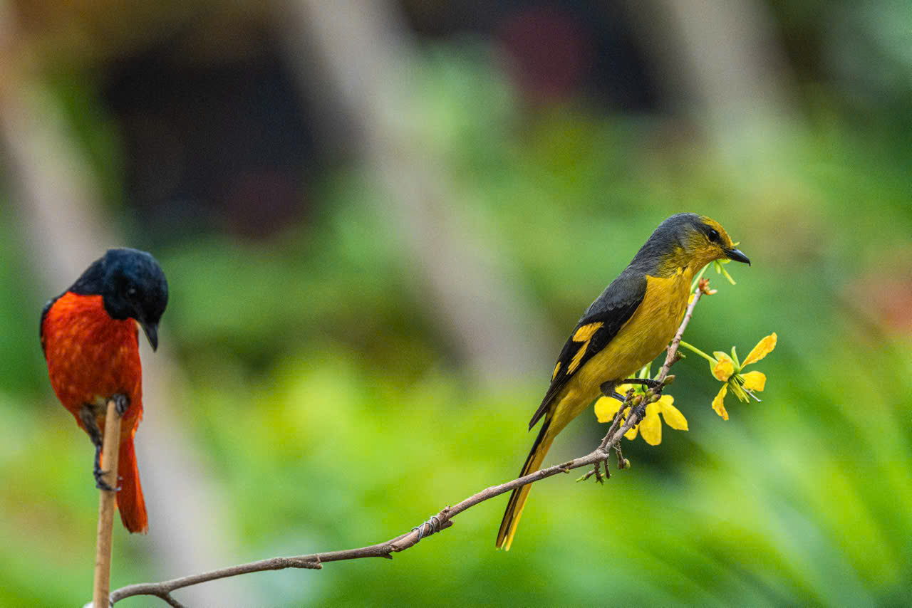 Hồng tước, Hoàng tước, Họa mi về Công viên Tưởng niệm nạn nhân COVID-19 1 hồng tước - Ảnh 1.