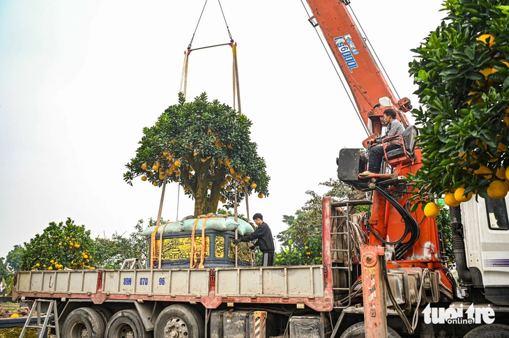 cây cảnh - Ảnh 1.