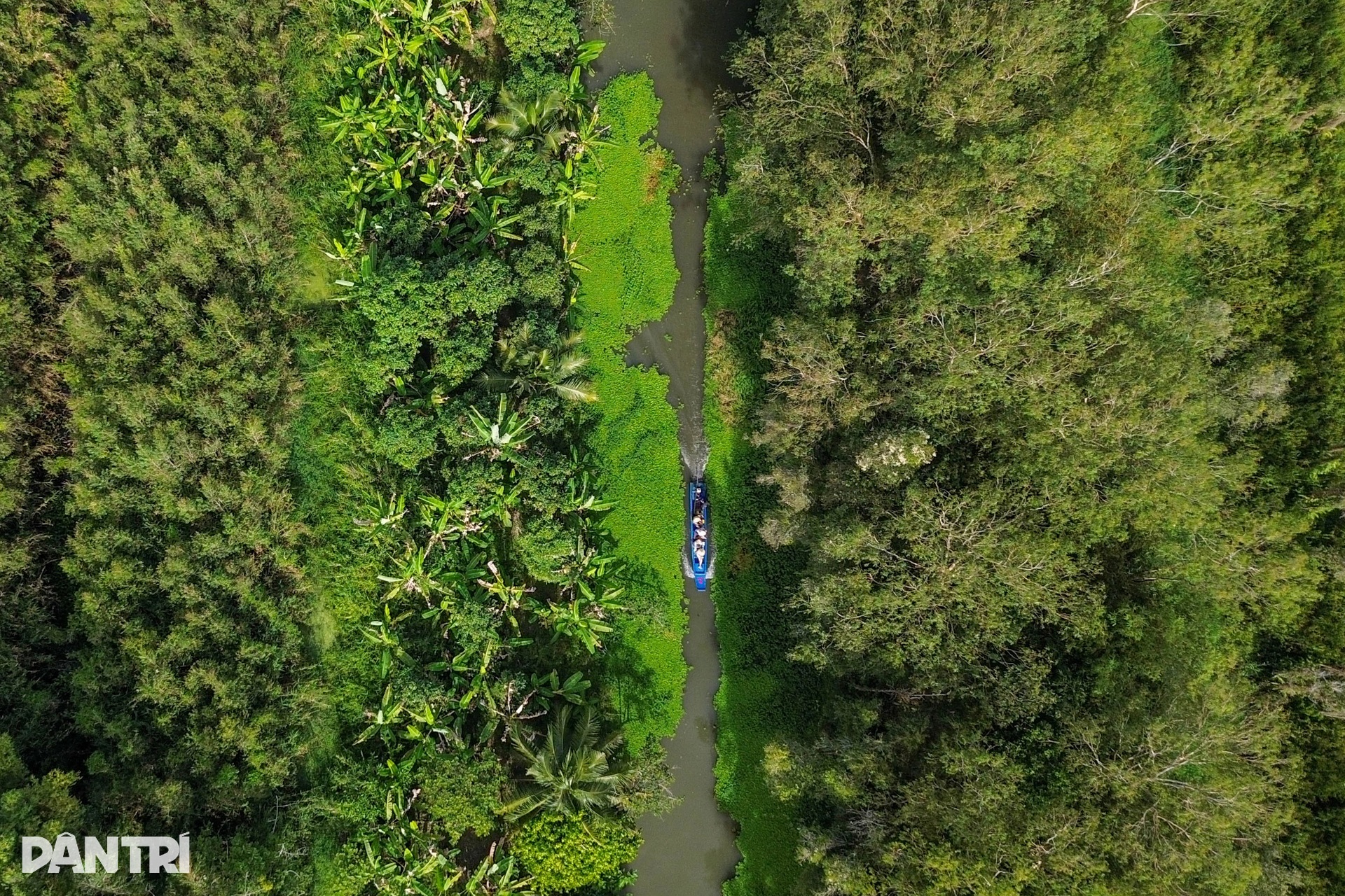 Khách Tây mê mẩn đi vỏ lãi tham quan rừng tràm, ngắm chim cò ở miền Tây - 1