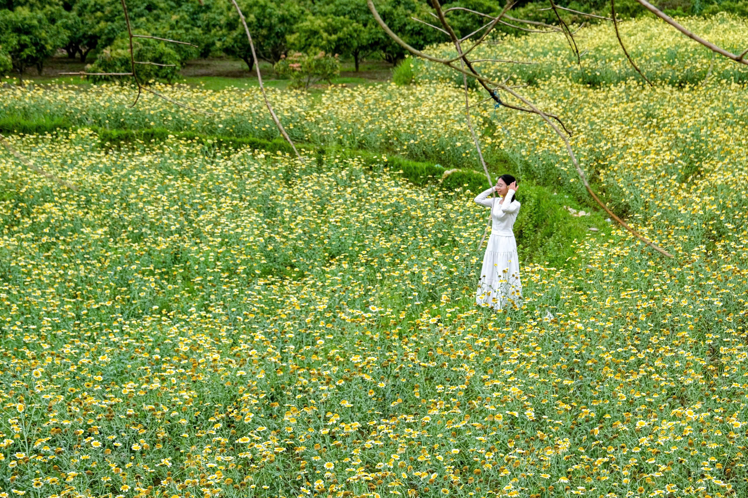 Lạc bước giữa bản Bắc Hoa vàng rực mùa cải cúc 1 Bắc Hoa - Ảnh 1.