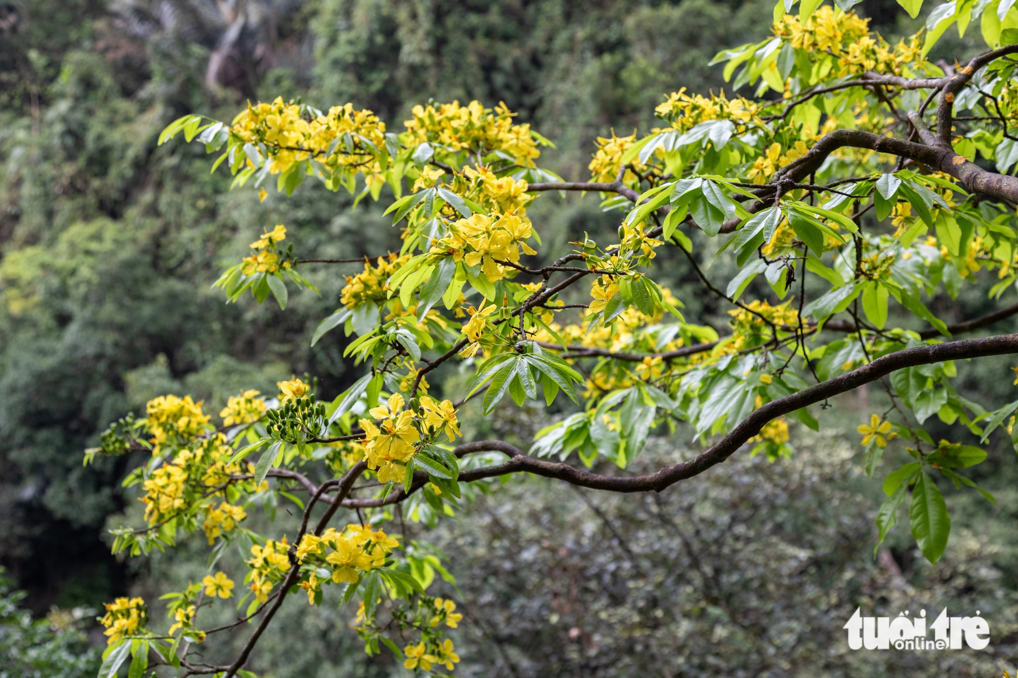 Lạc giữa rừng mai vàng cổ thụ trăm tuổi ở đại ngàn Quảng Trị 1 mai rừng - Ảnh 1.
