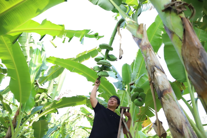 Anh Thiện bên vườn chuối bàn tay phật của mình. Ảnh: Phước Tuấn