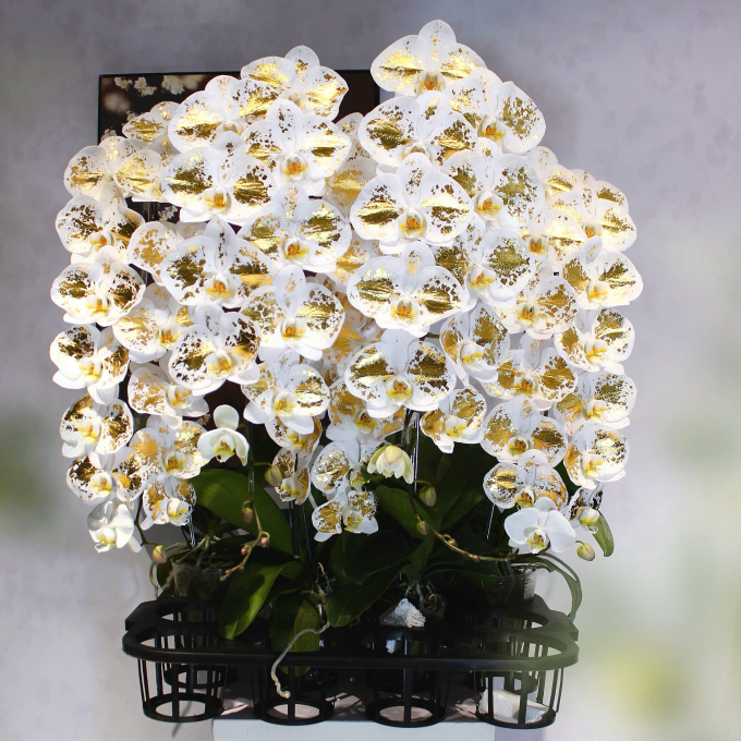 Lan công chúa cao cấp chưa lên chậu. Ảnh: Võ Văn Còn