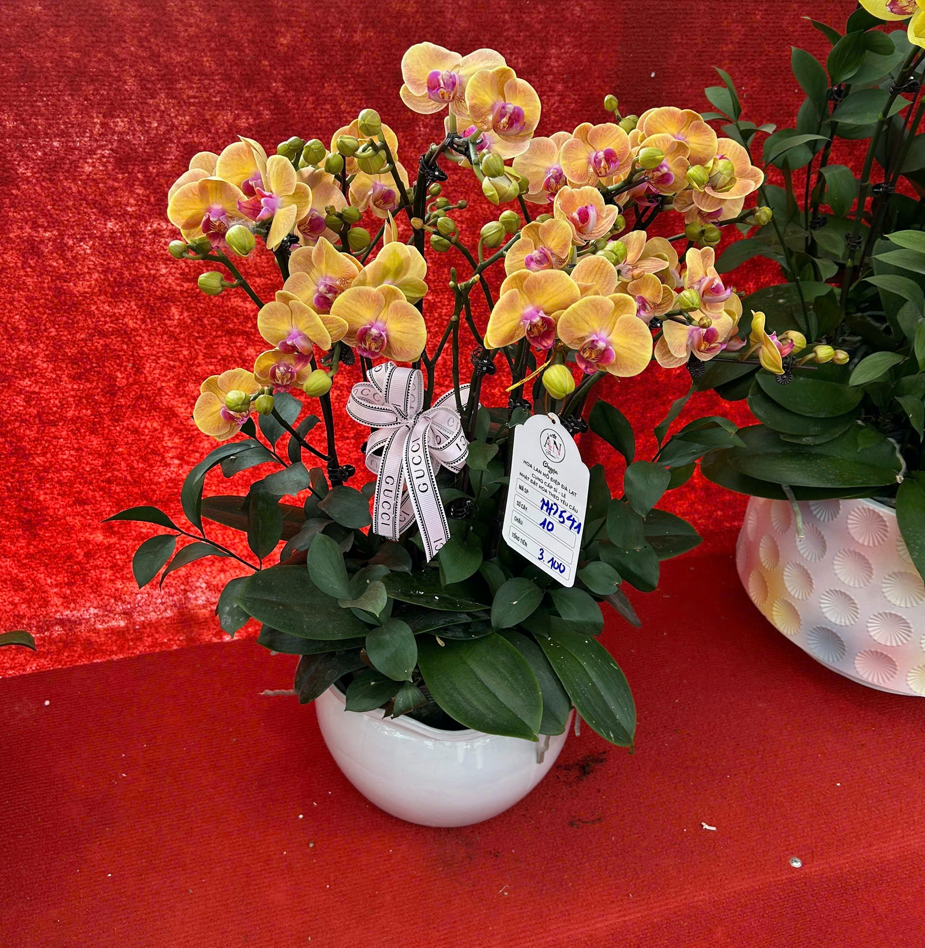 Lan hồ điệp mini hút khách dịp Tết Bính Ngọ 2026 , chậu tiền tỉ vắng bóng - Ảnh 12. Lan hồ điệp mini hút khách dịp Tết Bính Ngọ 2026 , chậu tiền tỉ vắng bóng - Ảnh 12.