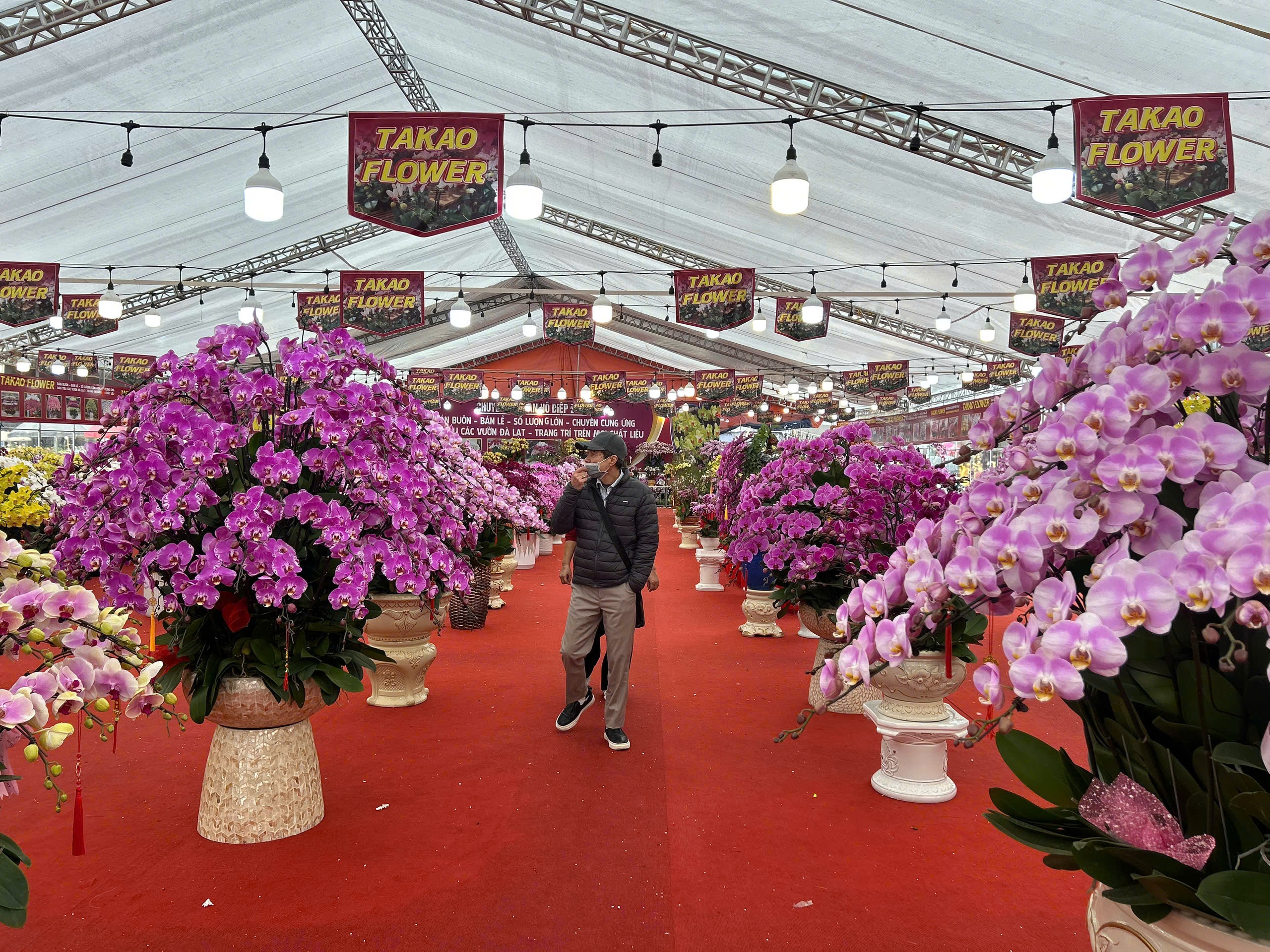 Lan hồ điệp mini hút khách dịp Tết Bính Ngọ 2026 , chậu tiền tỉ vắng bóng - Ảnh 1. Lan hồ điệp mini hút khách dịp Tết Bính Ngọ 2026 , chậu tiền tỉ vắng bóng - Ảnh 1.