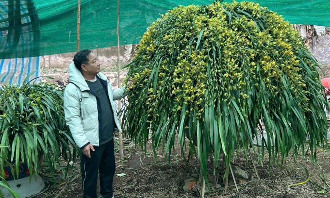Chậu Lan Trần Mộng 300 cạnh tại vườn nhà ông Minh ở. Sa Pa. Ảnh: Minh Trần