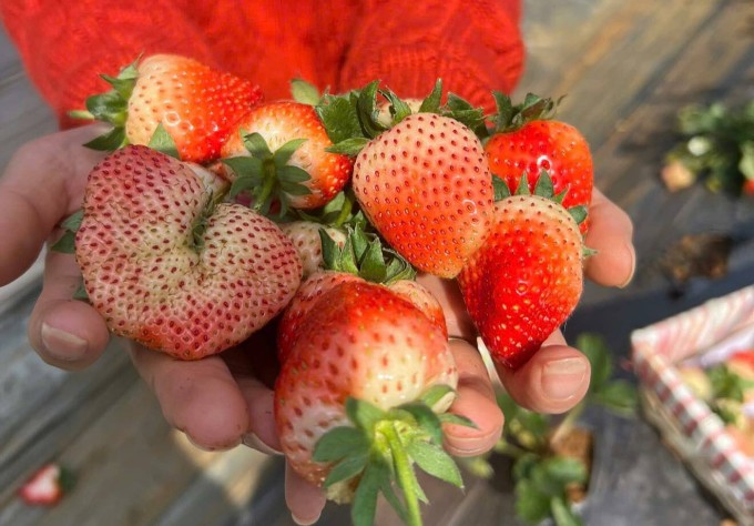 Dâu bắt đầu chín đỏ ở các vườn tại Mộc Châu. Ảnh: Lam Son Farm