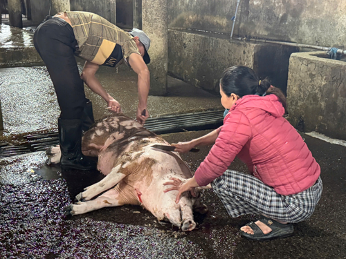 Lò giết mổ vượt công suất, thú y không theo kịp? - Ảnh 1.