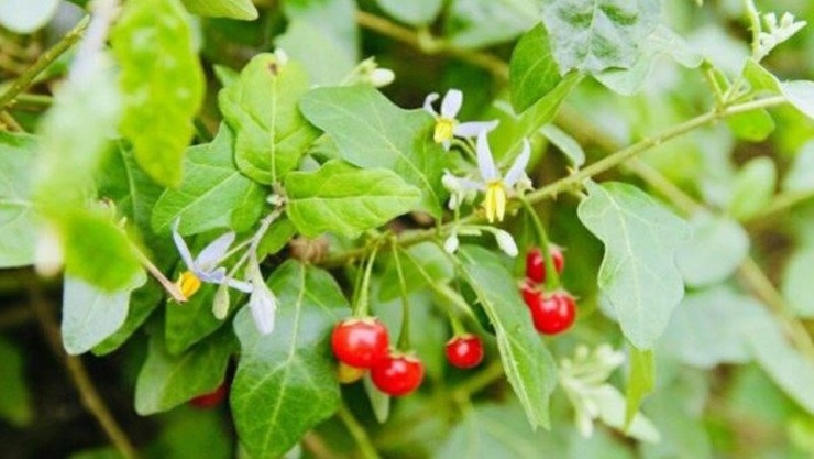 Theo kinh nghiệm dân gian, cà gai leo được dùng trong nhiều trường hợp như đau nhức xương khớp, phong thấp, ho, dị ứng, giải rượu