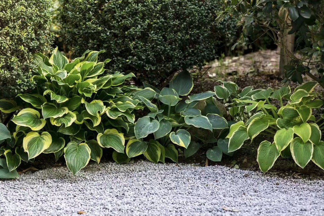 Loại cây nên được trồng ngay bây giờ- Ảnh 1. Loại cây nên được trồng ngay bây giờ- Ảnh 1.