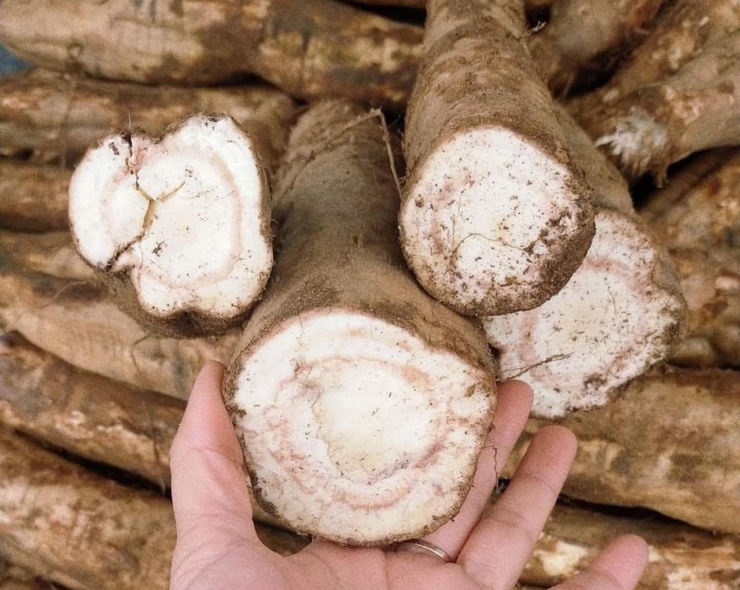 Củ sắn dây tươi được bán nhiều ở các chợ. Ảnh: Đỗ Tươi 