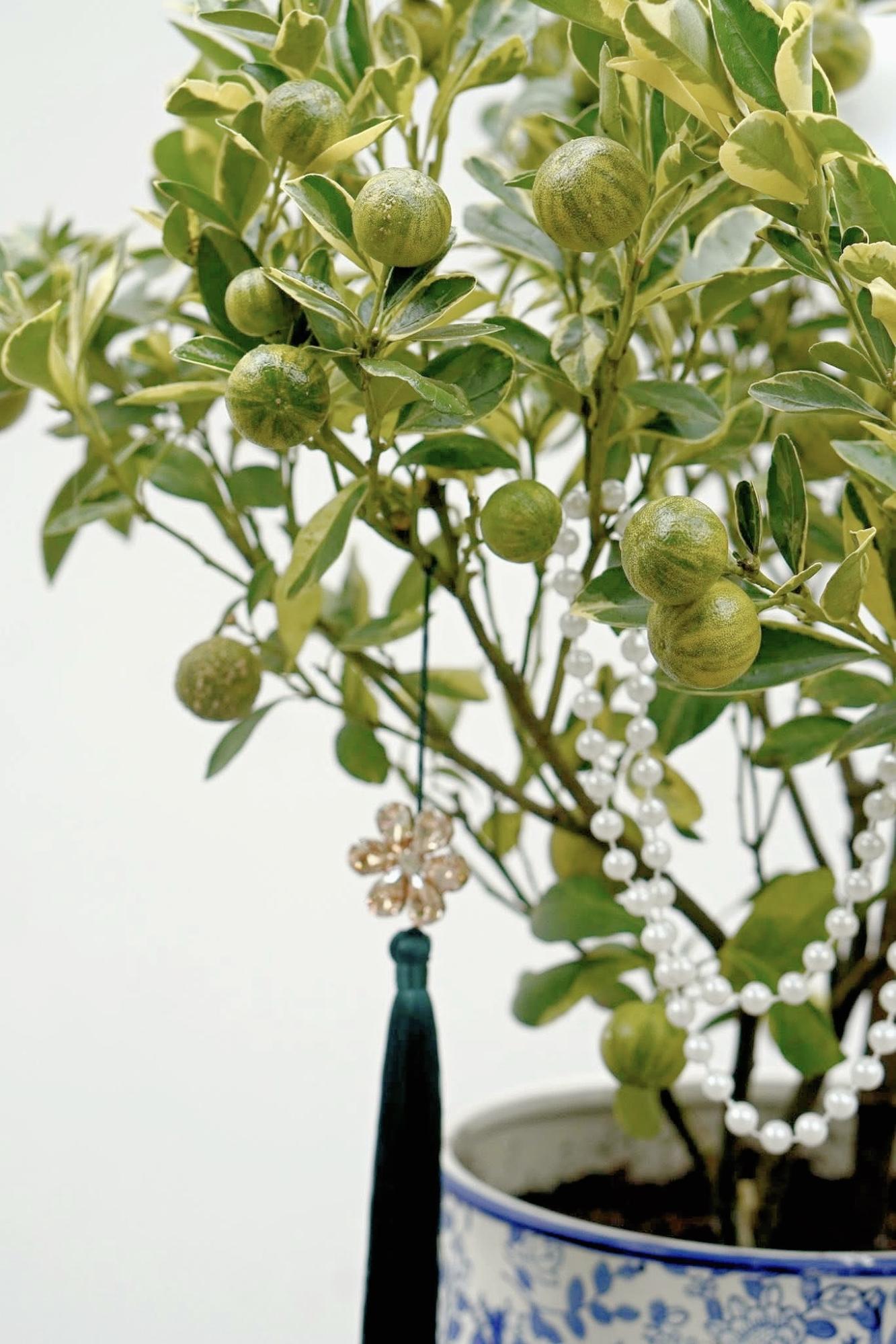 Trang trí nhà đón Tết: Loại quất kén người chơi nhưng khi đã hợp thì sang khỏi phải bàn- Ảnh 4.