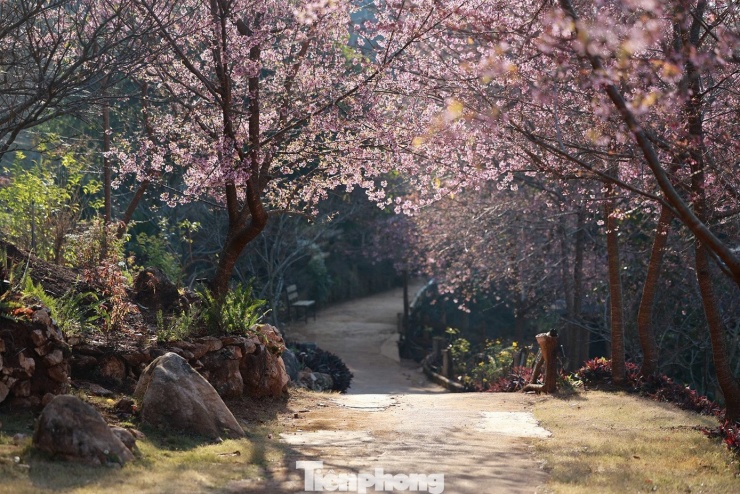 Mai anh đào trên cao nguyên Mộc Châu vào mùa đẹp nhất năm - 1