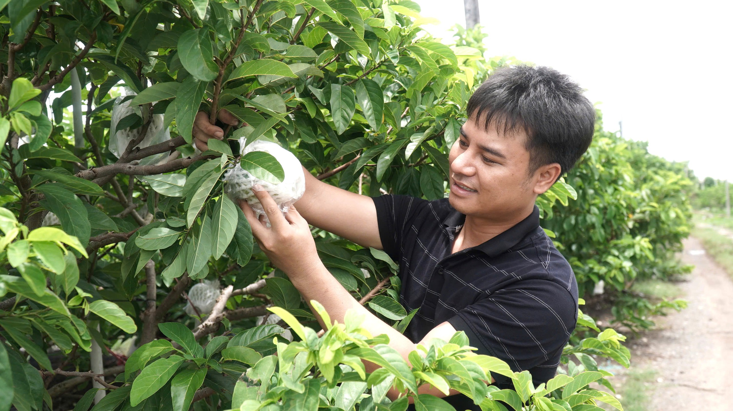 Mãng cầu - 'nông sản hạng sang' và mùa tết hốt bạc dưới chân núi Bà Đen- Ảnh 1.