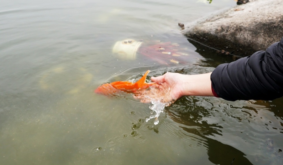 Mẹ tôi không thả cá chép ngày 23 Tết - 1